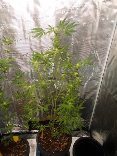 Growreport Bild 2