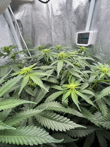Growreport Bild 1
