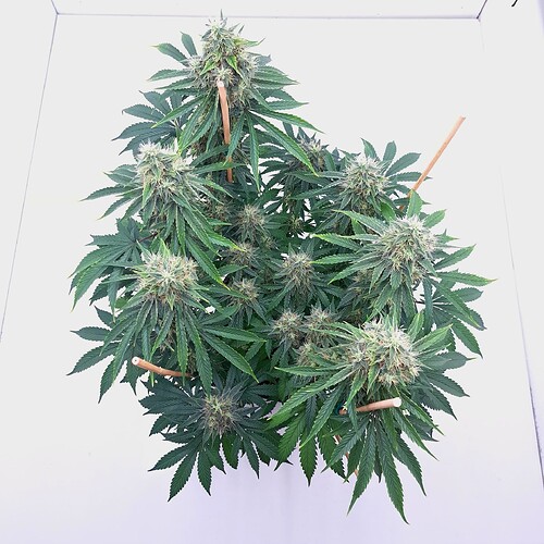 Growreport Bild 14