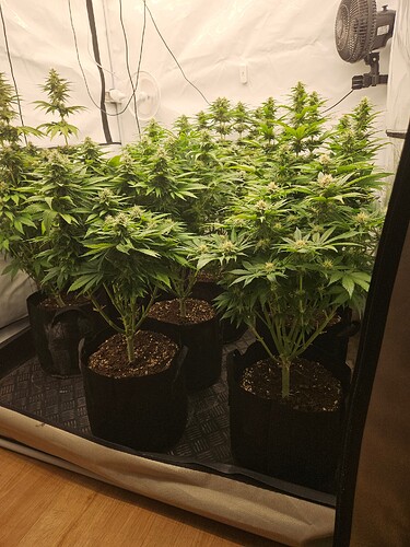 Growreport Bild 4