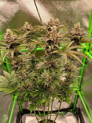 Growreport Bild 2