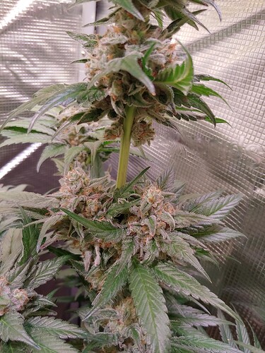 Growreport Bild 10