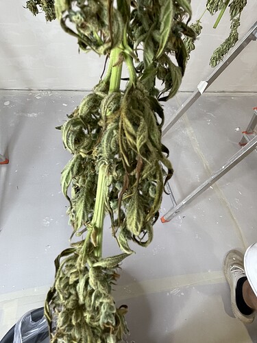 IMG_5981