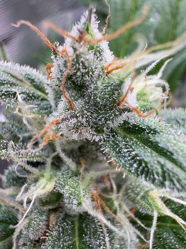 Growreport Bild 16