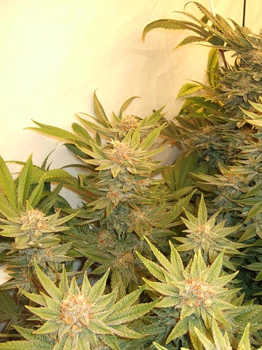 Growreport Bild 26