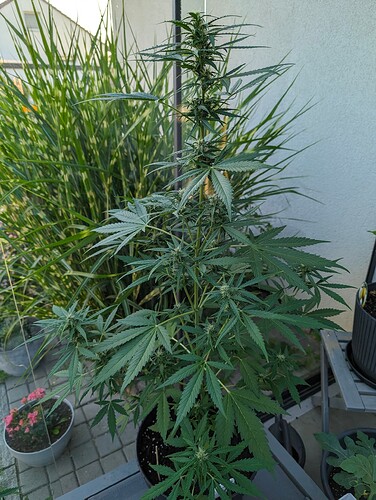 PXL_20240604_182545652