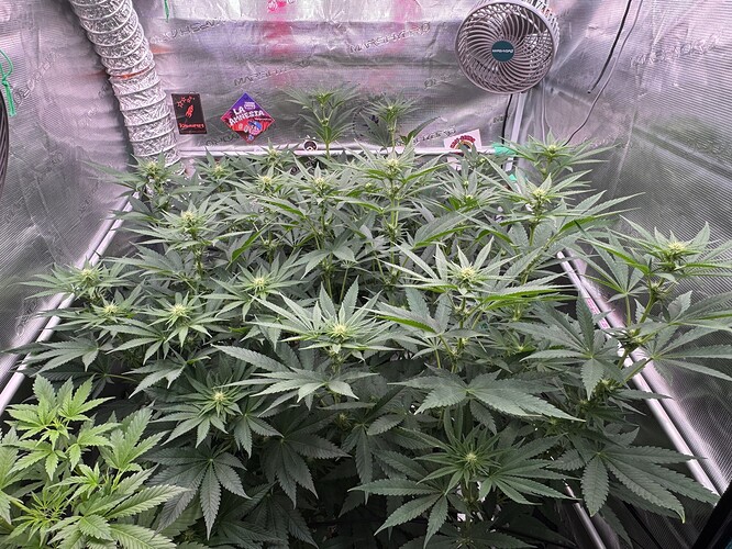 Growreport Bild 25