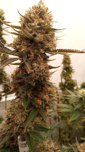 IMG_20250204_195158_144