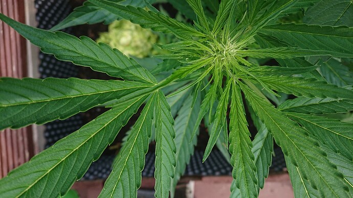 Growreport Bild 4
