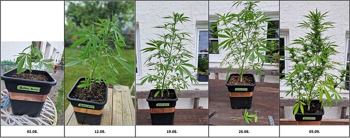 Growreport Bild 4