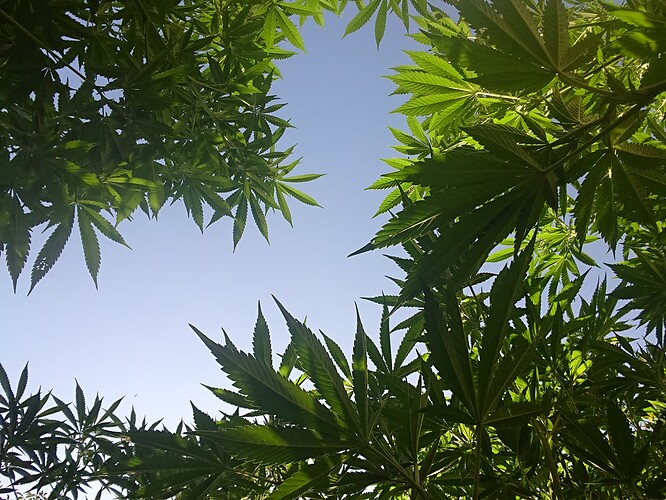 Growreport Bild 65