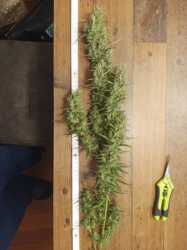 Growreport Bild 5