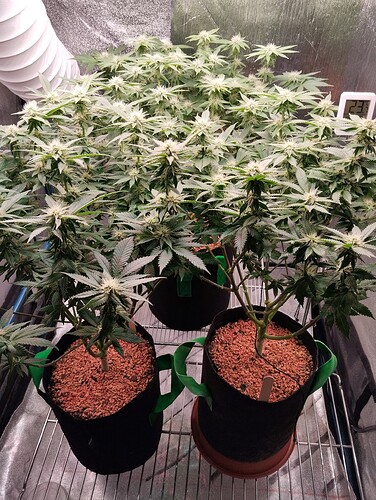 IMG_20250201_204835 - Kopie