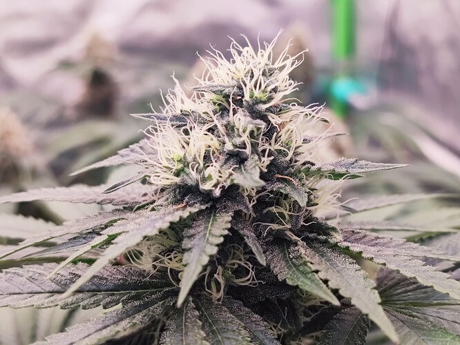 Growreport Bild 31