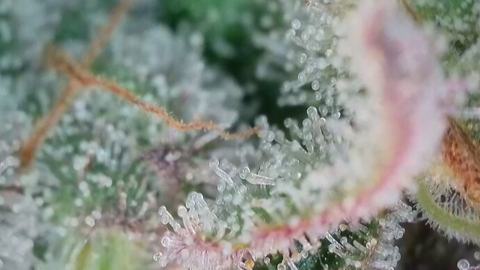 Growreport Bild 55