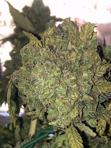 Growreport Bild 6