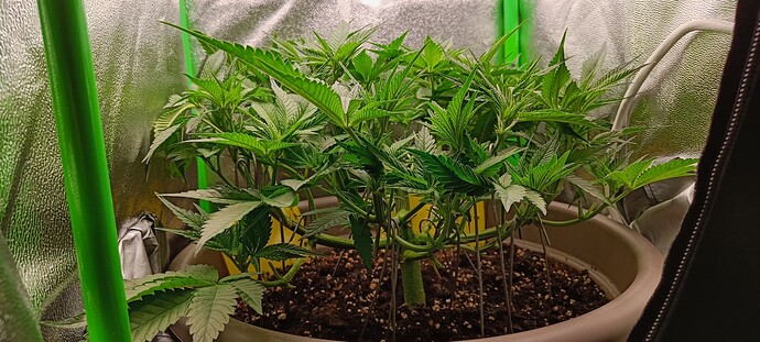Growreport Bild 5