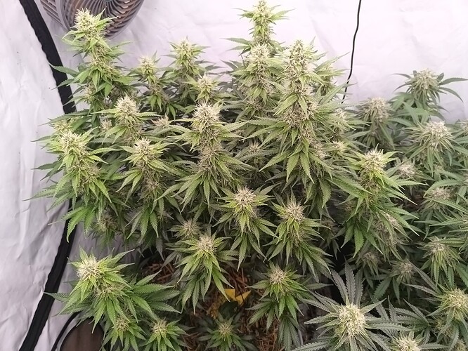 Growreport Bild 4