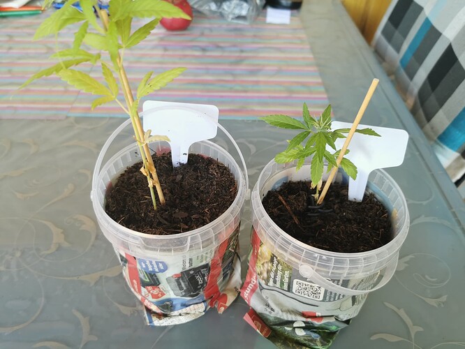 Growreport Bild 3