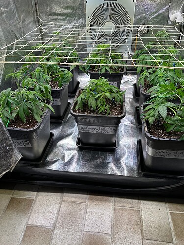 Growreport Bild 60