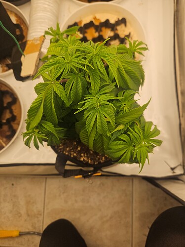 Growreport Bild 13