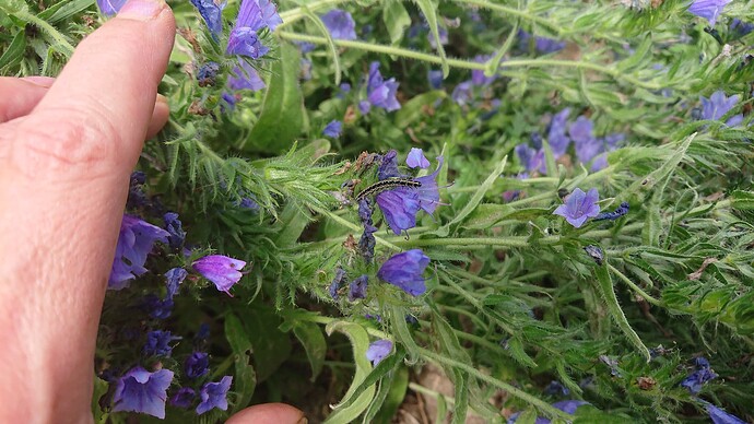 Growreport Bild 63