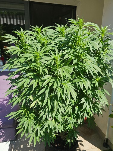 Growreport Bild 2