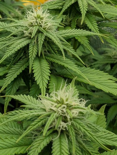 Growreport Bild 14