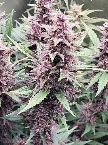 Growreport Bild 24