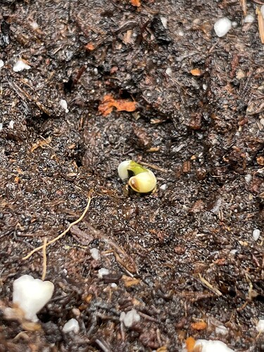 Growreport Bild 20