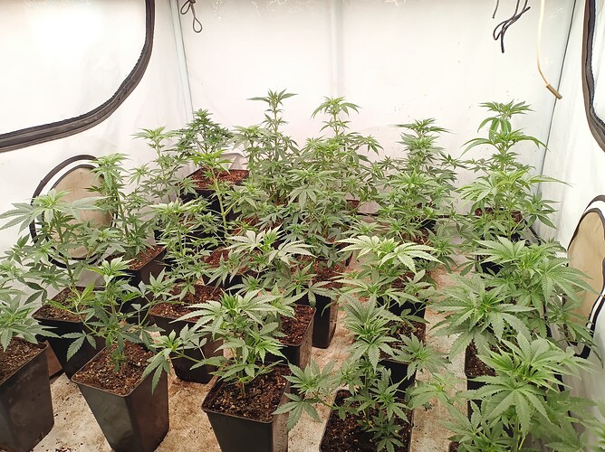 Growreport Bild 3