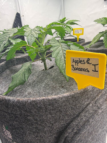 Growreport Bild 8