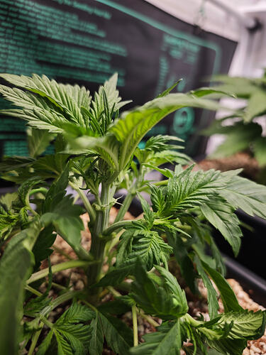 Growreport Bild 42