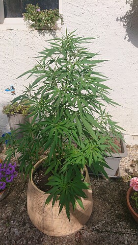 Growreport Bild 68