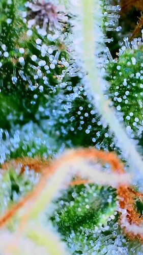Growreport Bild 5