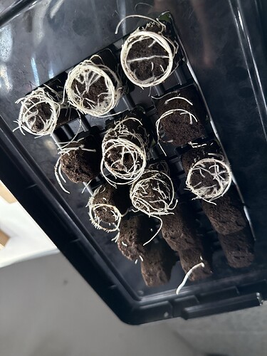 Growreport Bild 43