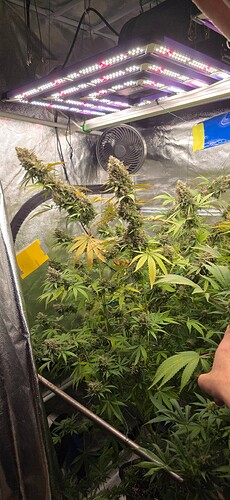 Growreport Bild 72