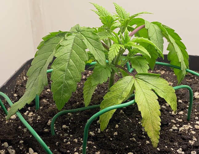 Growreport Bild 42