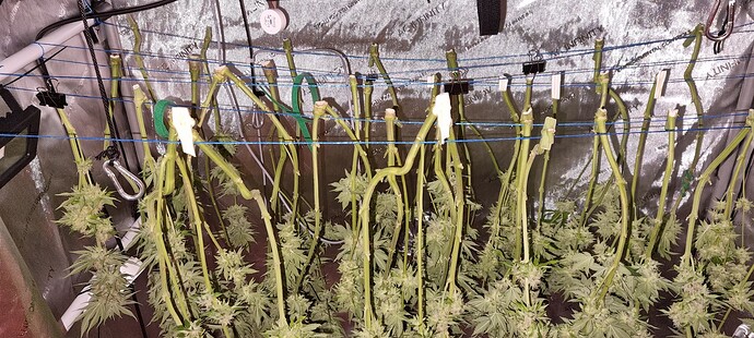 Growreport Bild 19