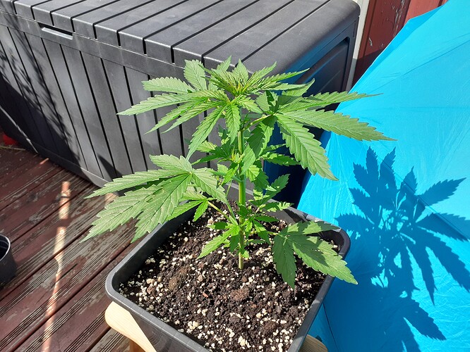 Growreport Bild 30