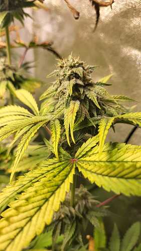 Growreport Bild 7