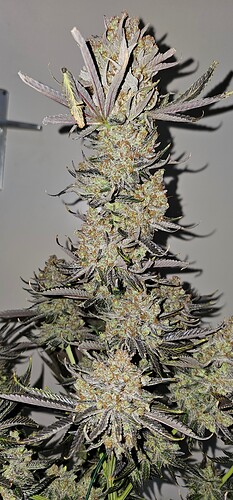 Growreport Bild 60