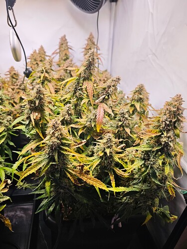 MVIMG_20251204_172209