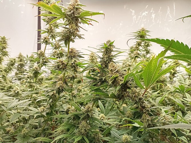 Growreport Bild 11