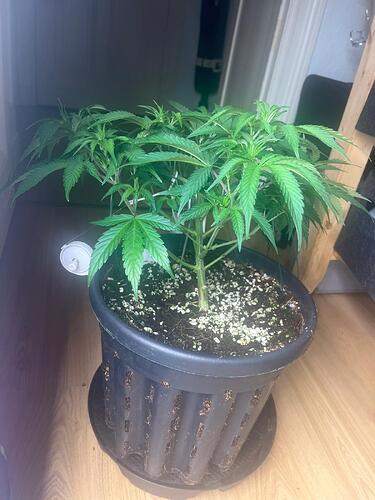 7 frontal nach prune