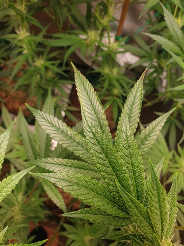Growreport Bild 7