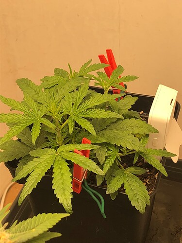 Growreport Bild 7