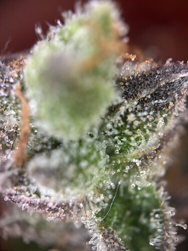 Growreport Bild 60