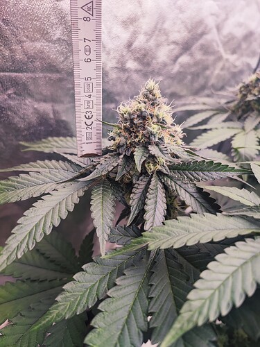 Growreport Bild 20