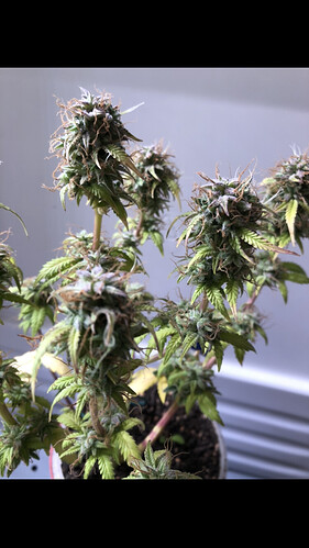 Growreport Bild 2